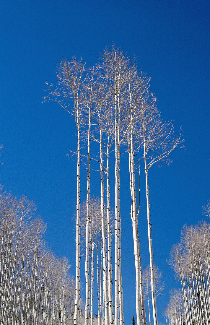 Winter scenic of Aspen trees