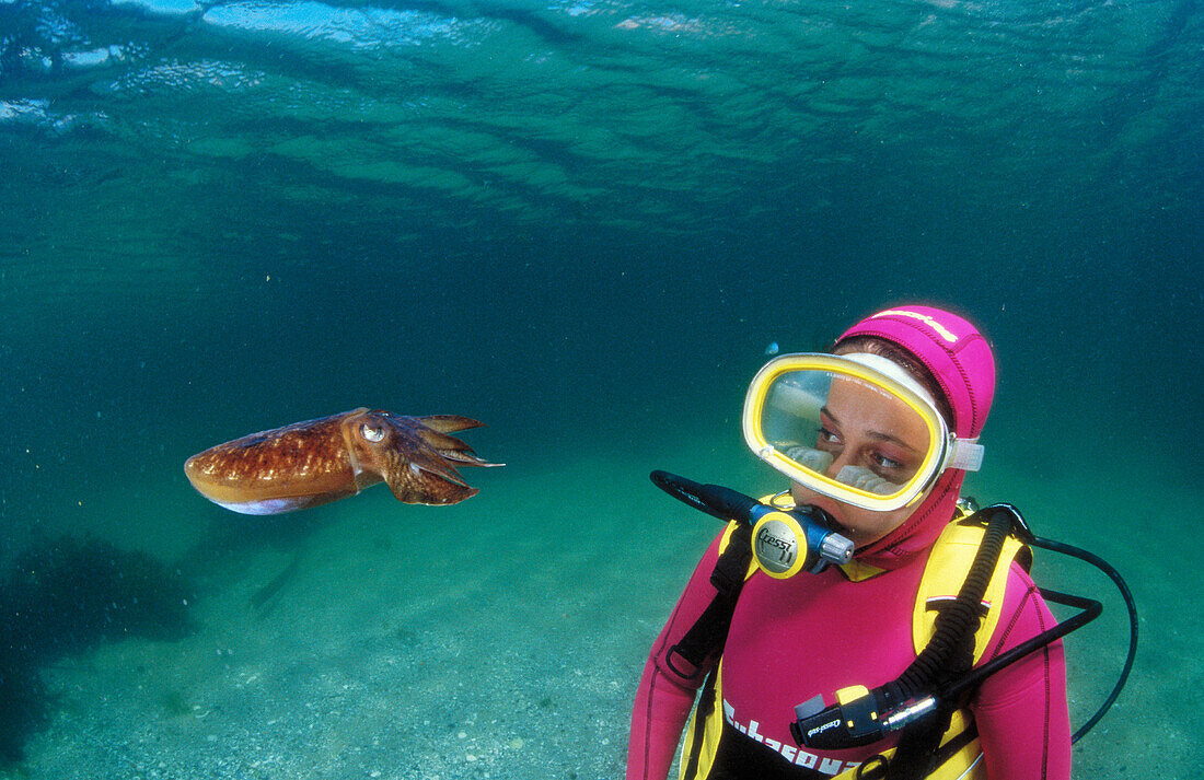 Scuba diver and Cuttlefish (Sepia officinalis)