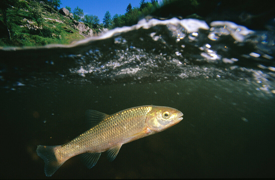 Chub (Leuciscus carolitertii). Galicia. Spain