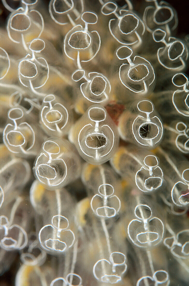 Light Bulb Sea Squirt (Clavelina lepadiformis). Galicia, Spain