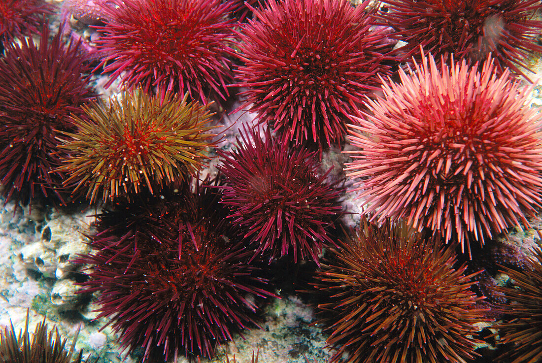 Sea Urchin (Paracentrotus lividus). Galicia, Spain