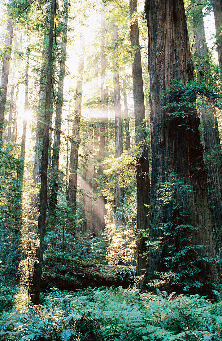 Redwoods (Sequoia sempervirens). Humboldt Redwoods SP. California. USA