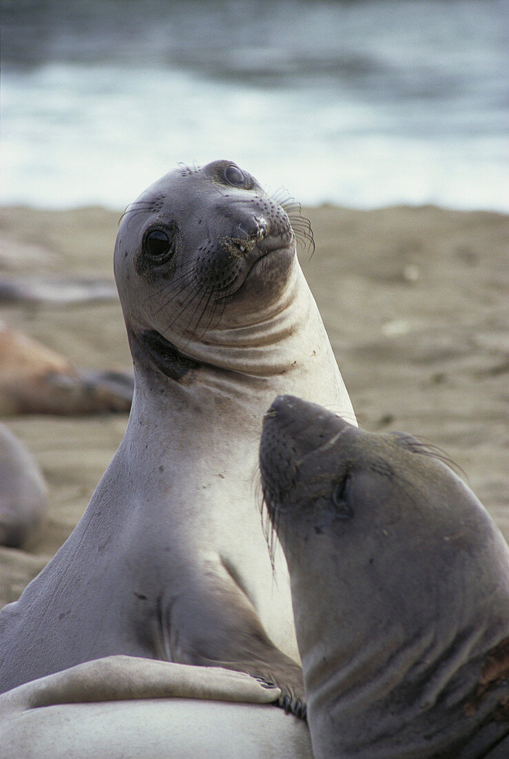 Seals. Big Sur. California. USA