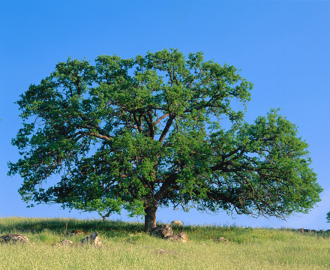 Oak tree. California. USA
