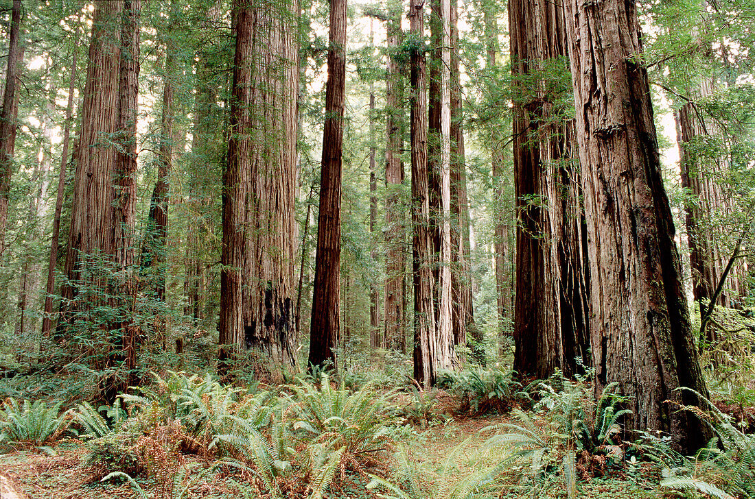 Redwood (Sequoia sempervirens). Stout Grove. Jedediah Smith Redwoods State Park. California. USA