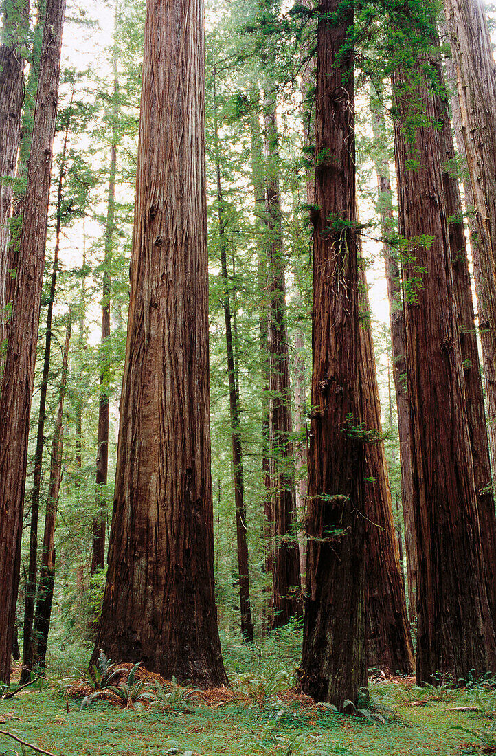Redwoods (Sequoia sempervirens). Rockefeller Grove. Humboldt Redwoods State Park. California. USA