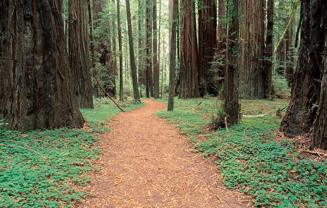 Redwoods (Sequoia sempervirens). Rockerfeller Grove. Humboldt Redwoods State Park. California. USA