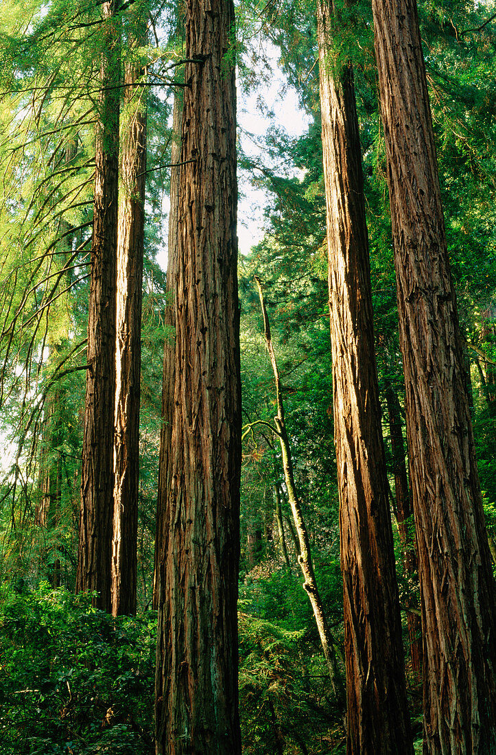 Redwood trunks. Muir Woodds National Monument. Marin County. California. USA