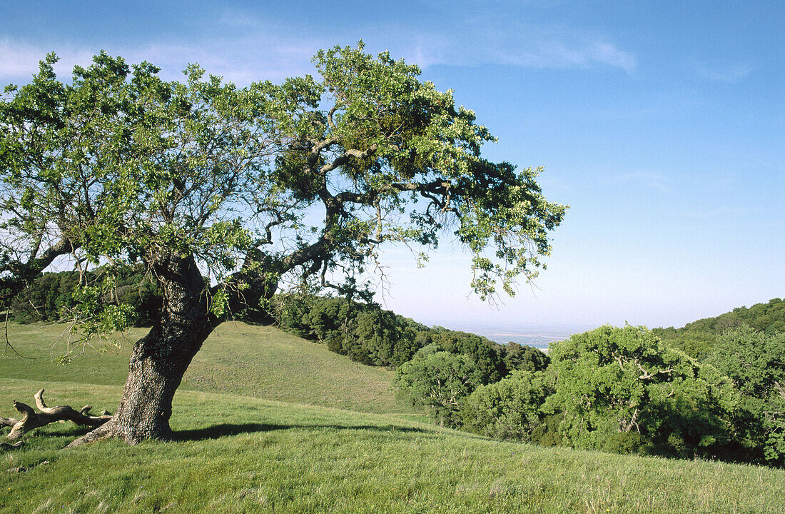 Gnarled old oak tree in spring. Morgan Territory Regional Park. California. USA