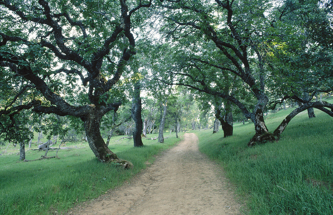 Trail through blue oak forest. Morgan Territory Regional Park. California. USA