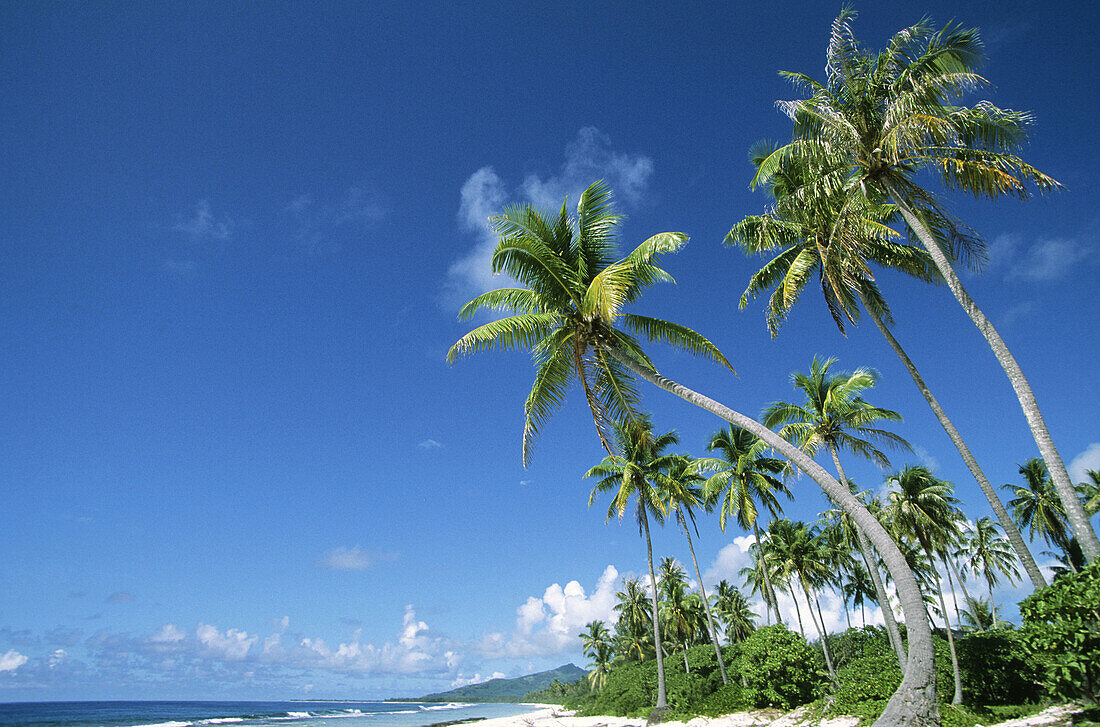 Coconut palms on beach, Huahine. Leeward Islands, French Polynesia