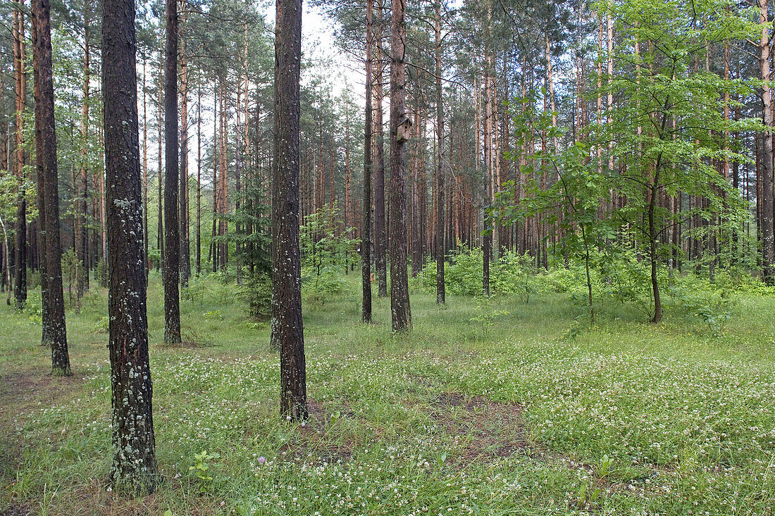 Girios Aidas (Echo of the Forest) forest museum, Druskininkai. Lithuania