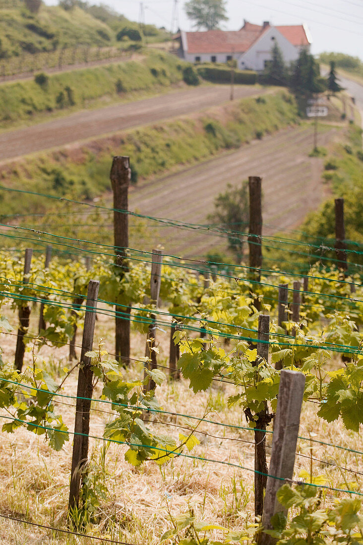 Vineyard View. Badacsony. Lake Balaton Region. Hungary. 2004.