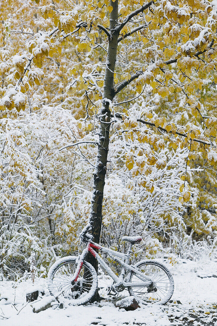 Bicycle covered with snow. Winter. McCarthy. Interior. Alaska. USA.