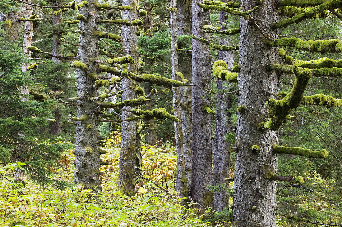 Pacifc Fir Trees & Moss. Fort Abercrombie State Historical Park. Kodiak. Kodiak Island. Southwest Alaska. USA.
