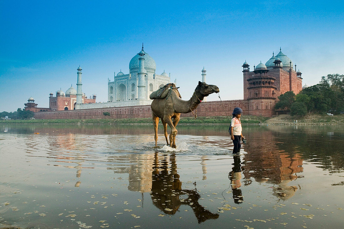 Taj Mahal. Indian Boy and Camel in Yamuna River. Agra. Uttar Pradesh. India.