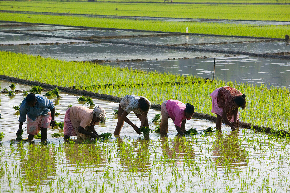 Rice fields, Cortalim. Goa, India (2004)