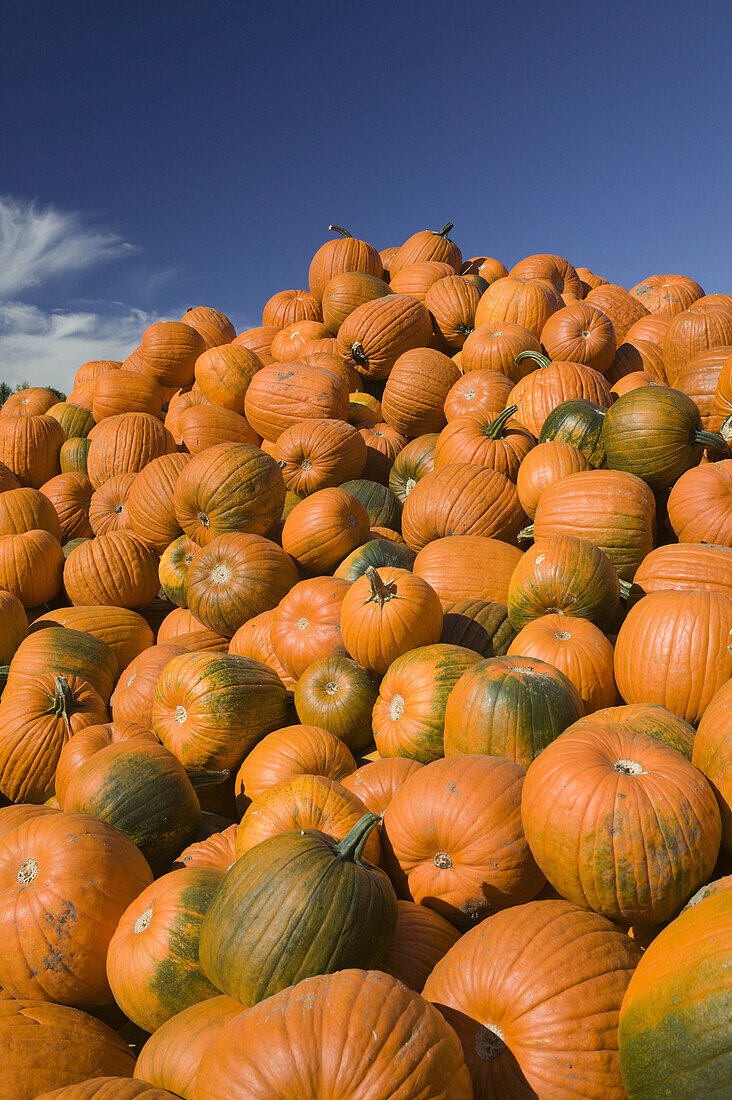 Pumpkins. Concord, Massachusetts. USA.