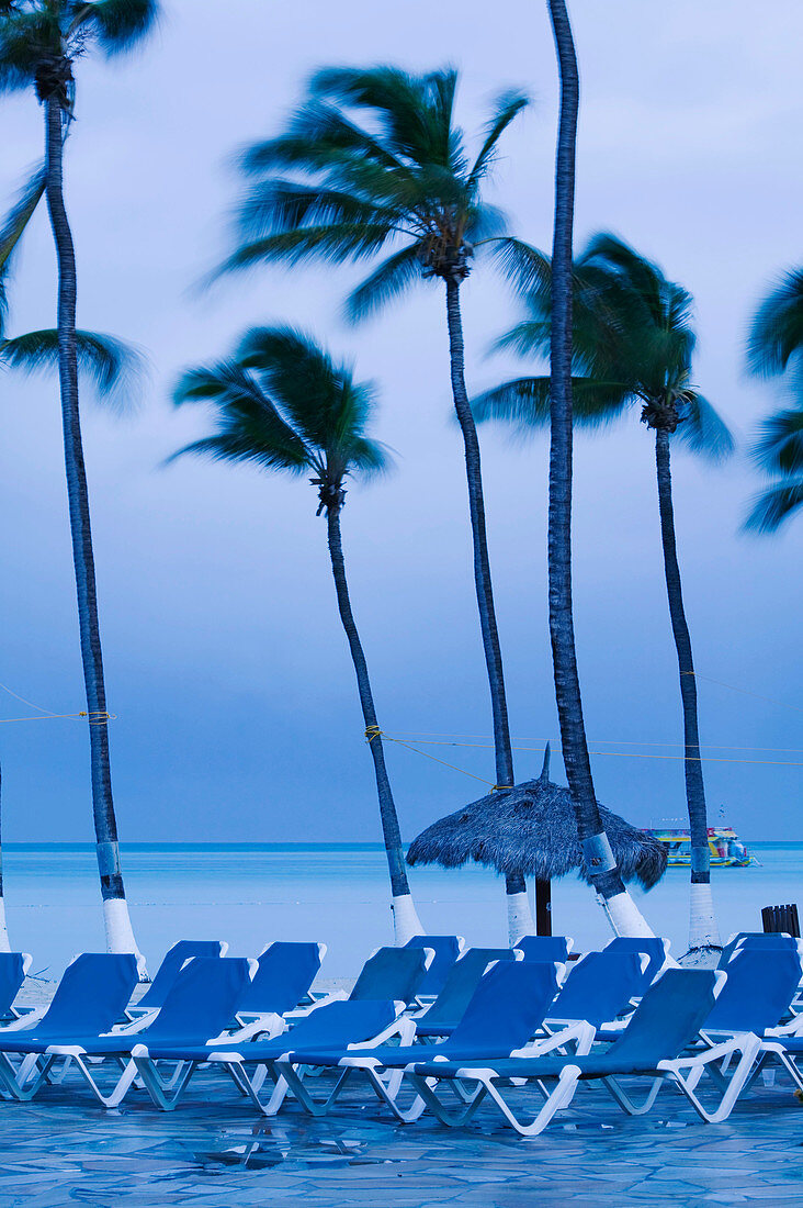 Wind Blown Palms. Palm Beach. Aruba. Dutch Caribbean.