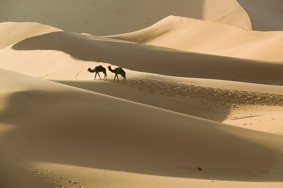 Camel Caravan on the Erg Chebbi Dunes (up to 400 ft in height). Morning. Merzouga. Tafilalet. Morocco.