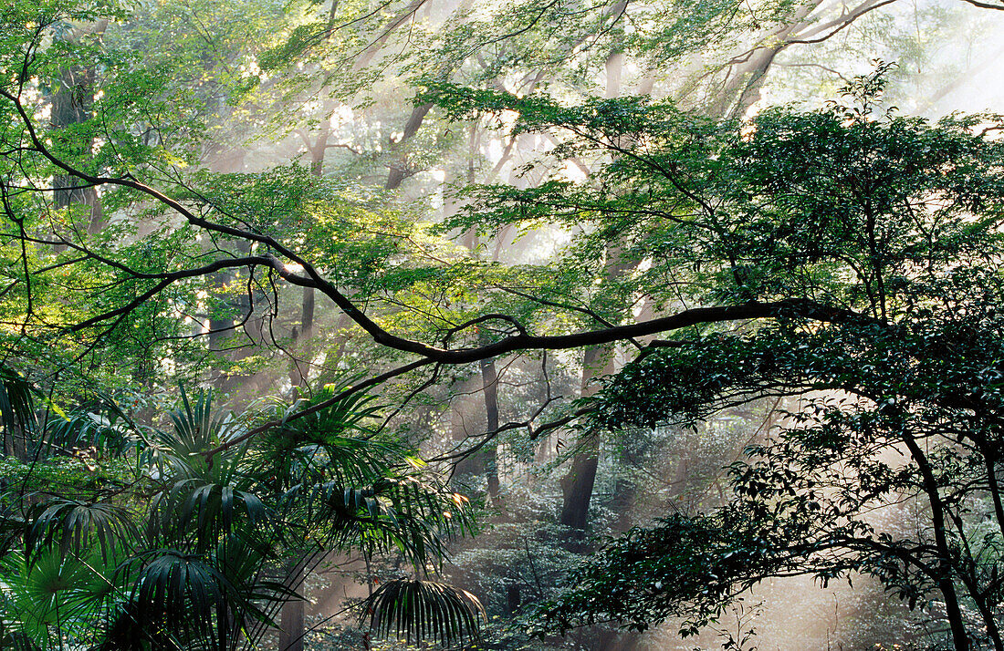 Meiji Jingu Gyoen (Meiji Shrine Park). Tokyo. Japan