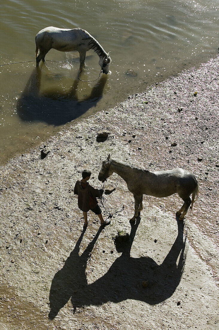 Morocco. Atlantic Coast. Azemmour: Horse. Man and Shadows. Town Riverside
