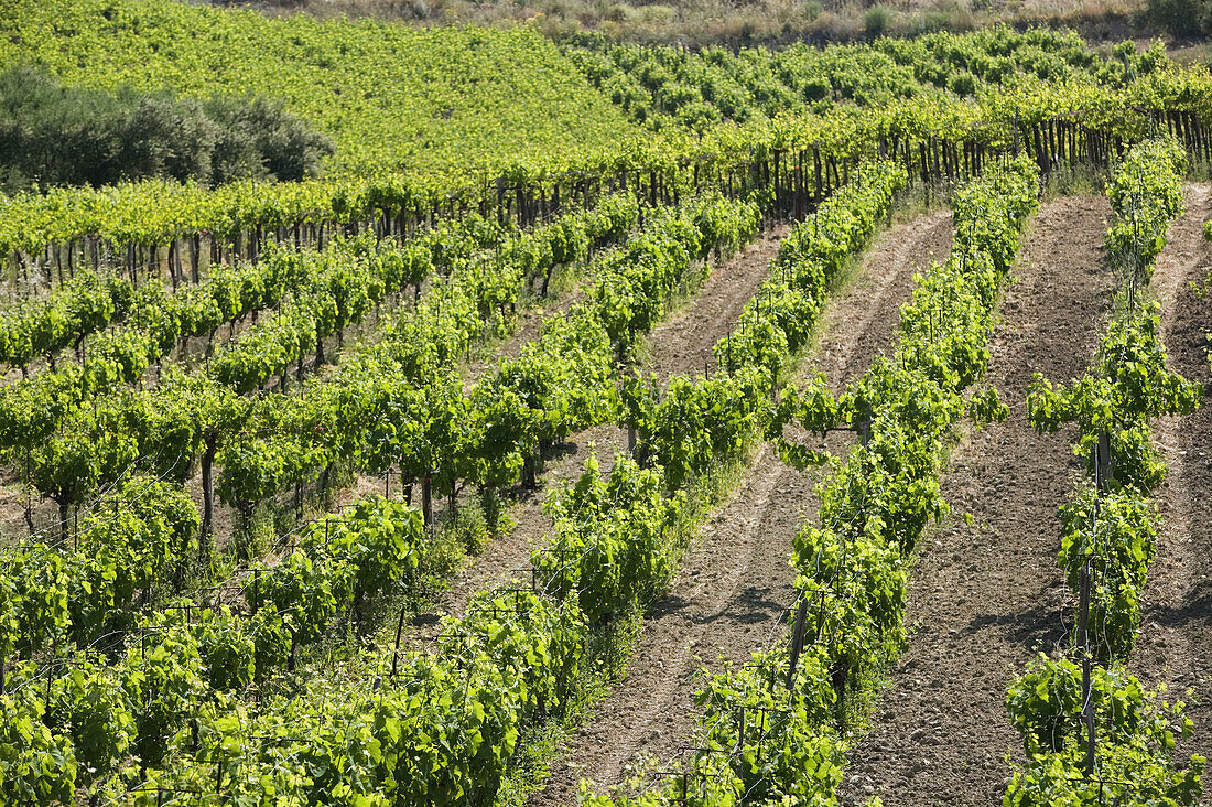 Vineyards. Pano Archanes. Central Iraklio Province. Crete, Greece.