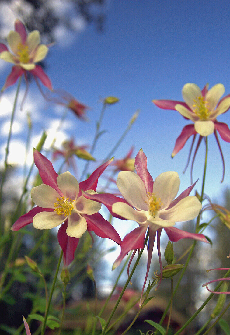 Alaska flowers