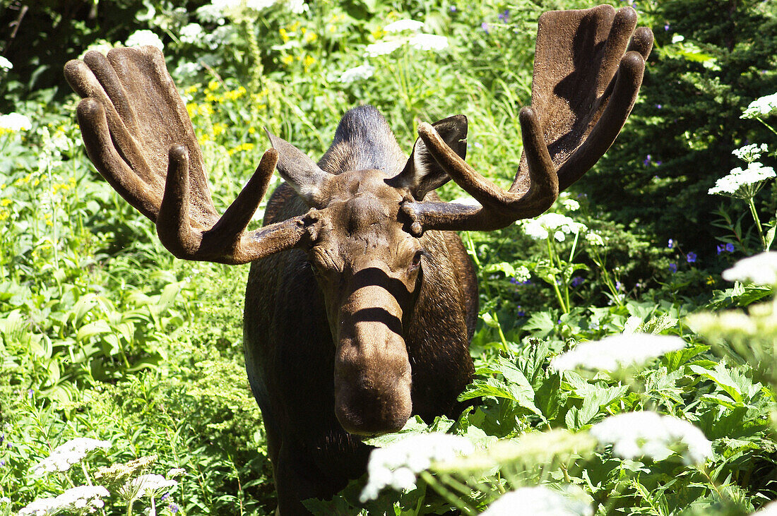 moose, Alaska