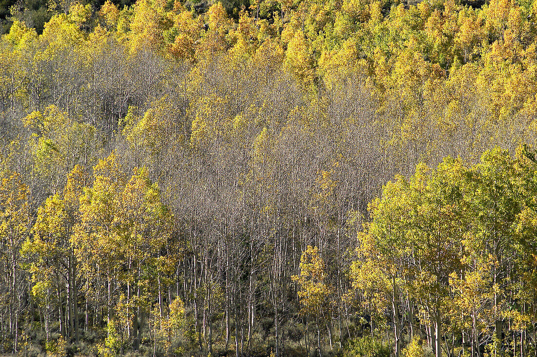 autumn aspens, CA