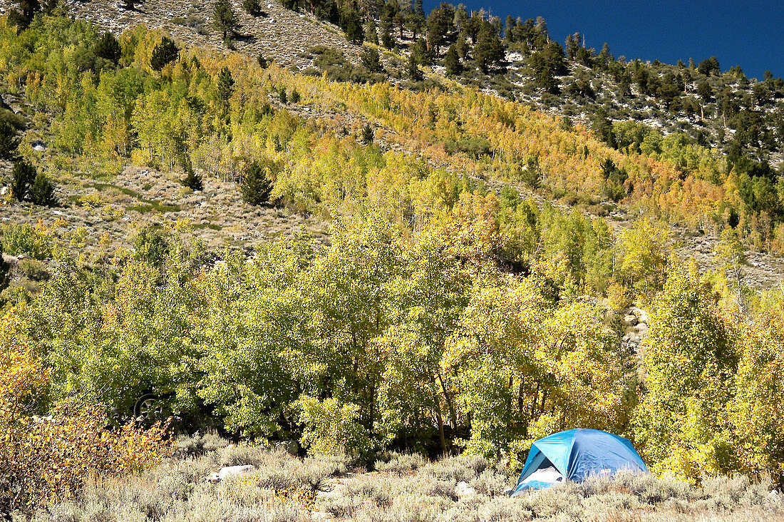 Autumn camping. California. USA