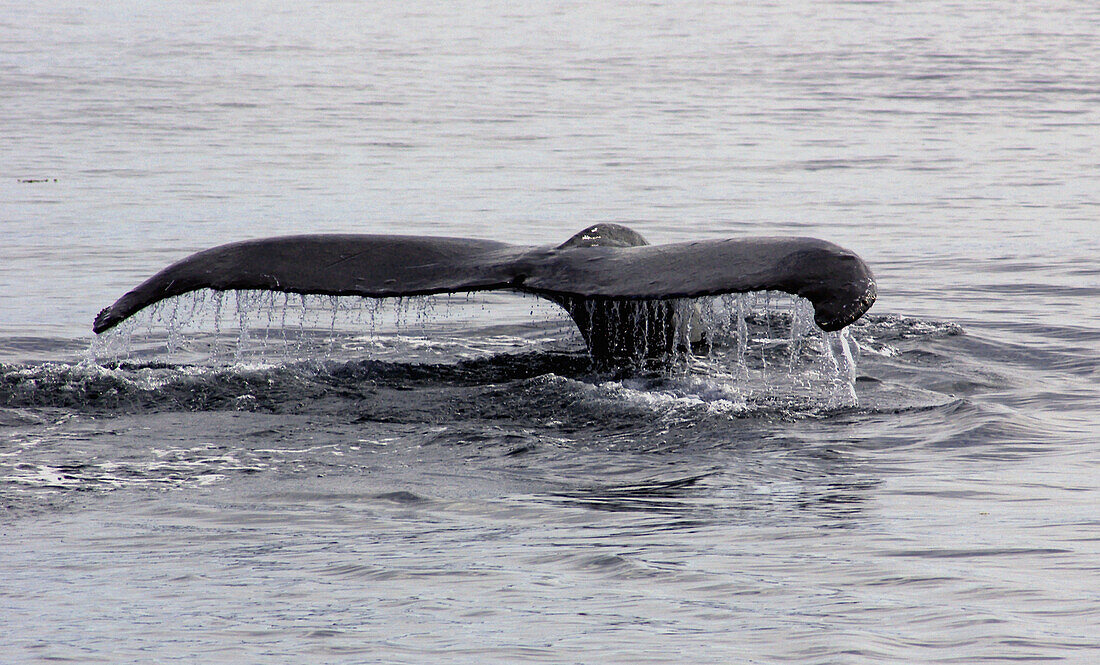 whale, Alaska
