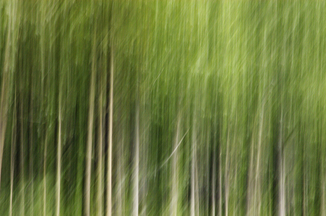 Forest in Alaska. USA