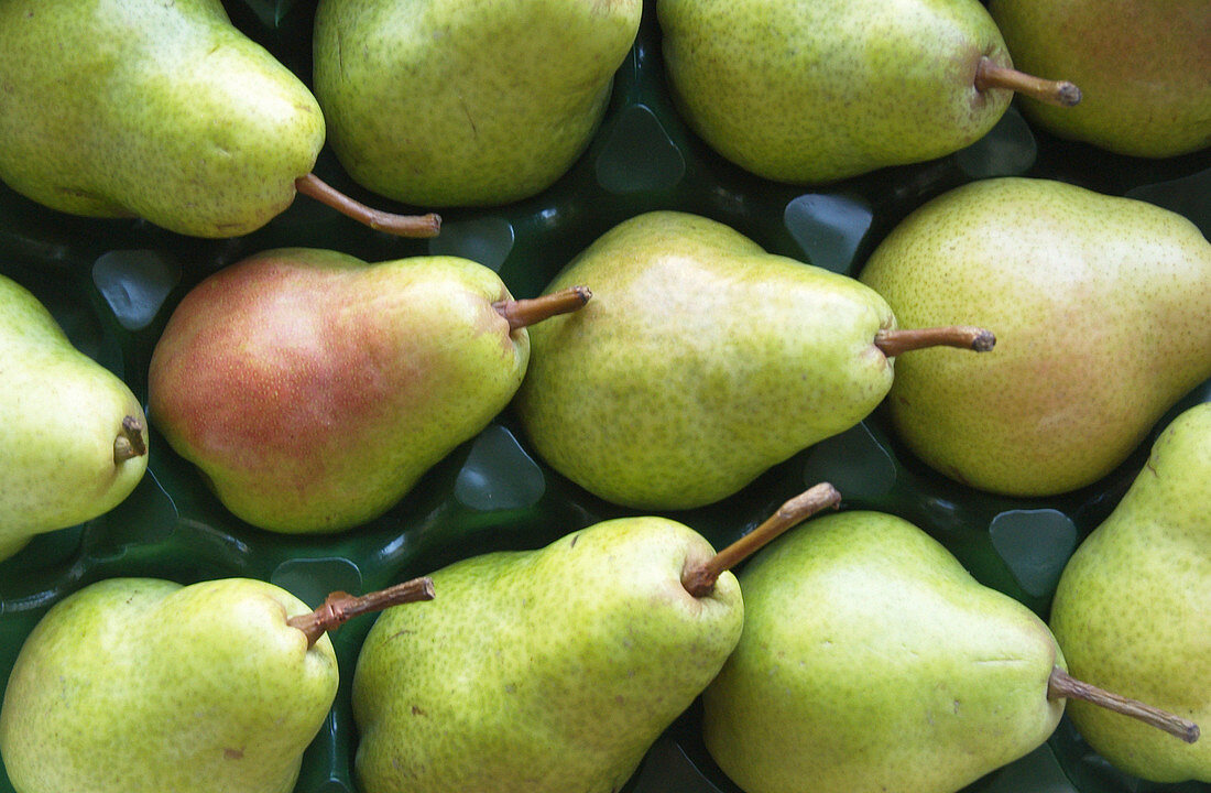 group of pears