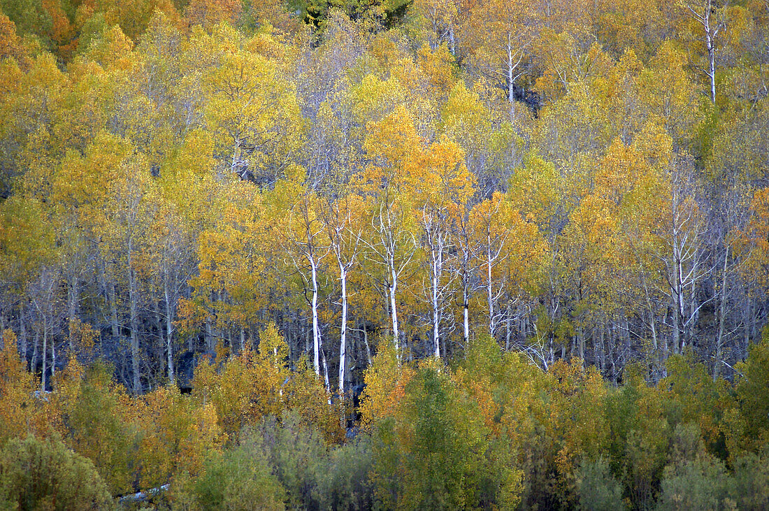 autumn forest, California