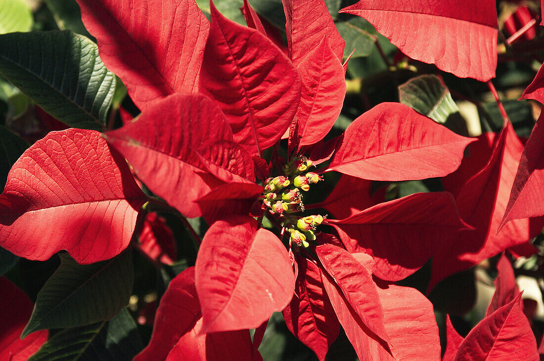 Poinsetta