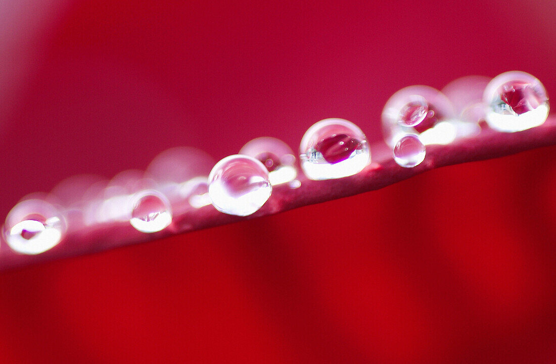 dew drops