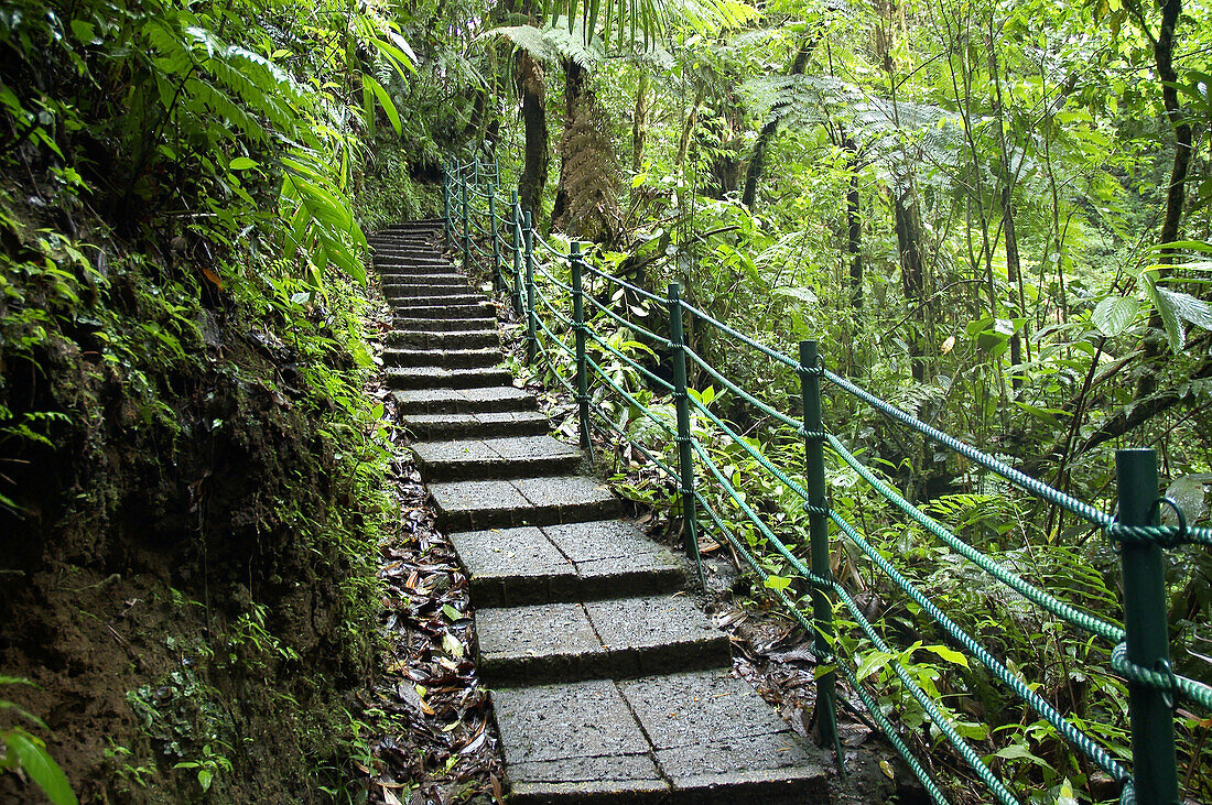 Rainforest path, Costa Rica