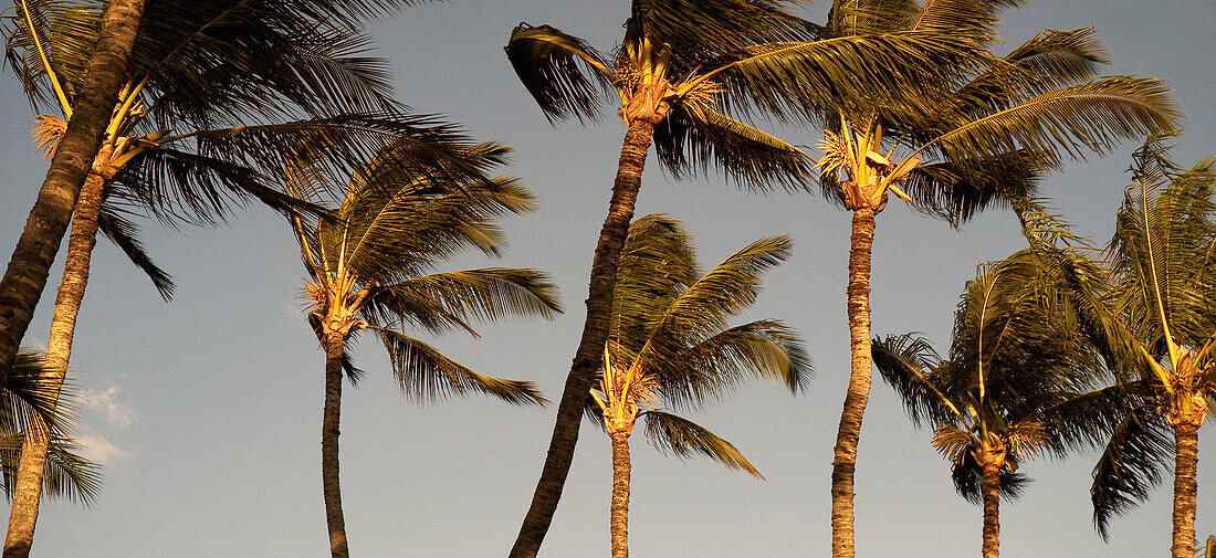 Sunset palms, Hawaii. USA.
