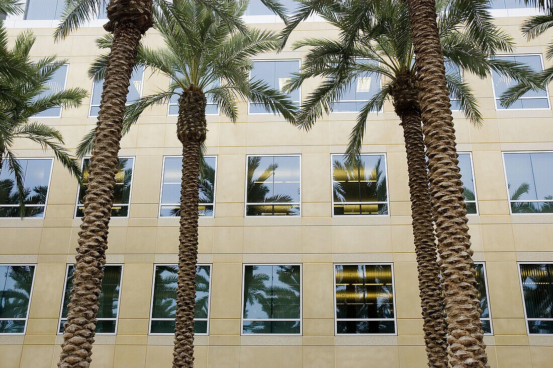Palms and office