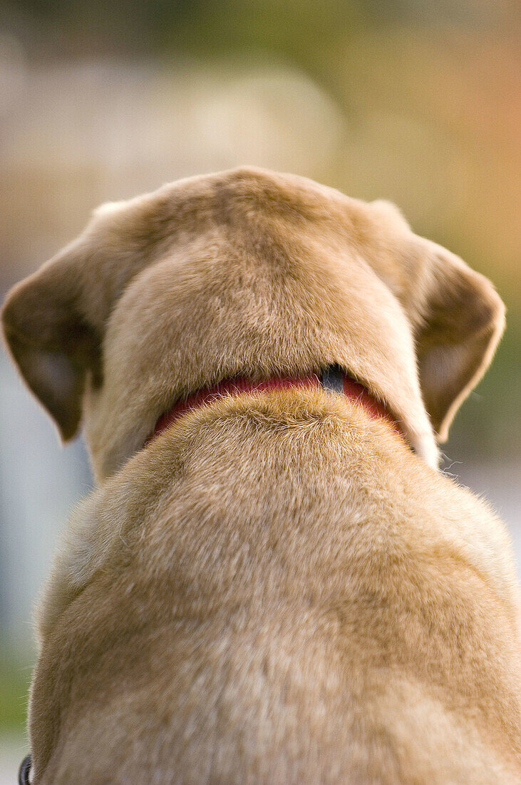 Back of pet dog