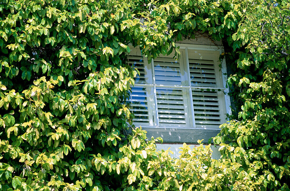 Window surrounded by ivy