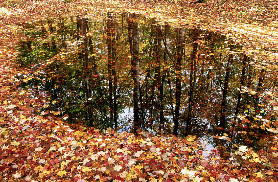  Autumn, Autumnal, Color, Colour, Concept, Concepts, Daytime, Dried, Dry, Exterior, Fall, Foliage, Forest, Forests, Ground, Grounds, Horizontal, Mirror image, Mirror images, Nature, Outdoor, Outdoors, Outside, Plant, Plants, Puddle, Puddles, Reflection, R