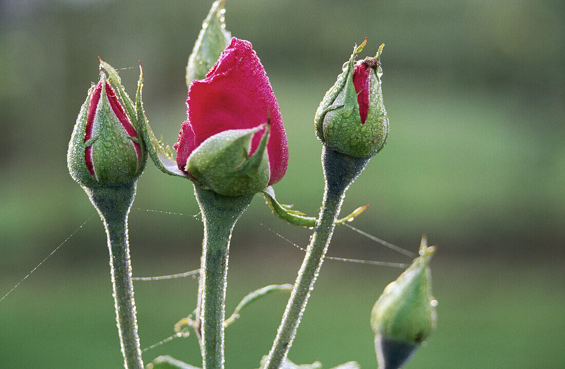 Flower buds