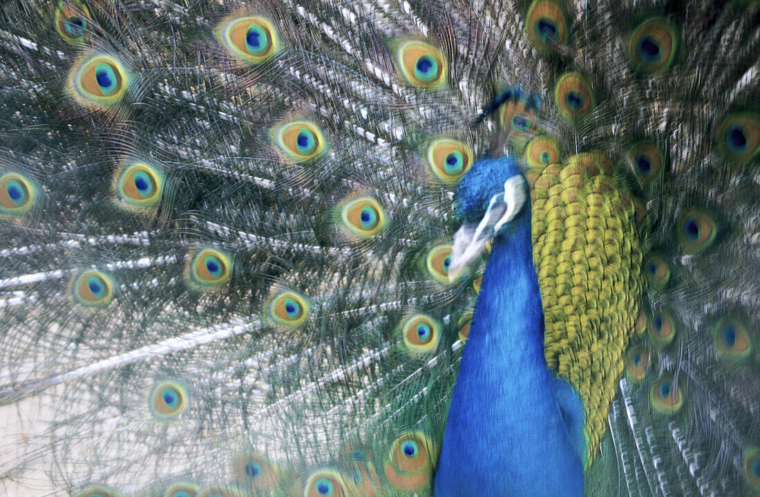 Peacock (Pavo cristatus)