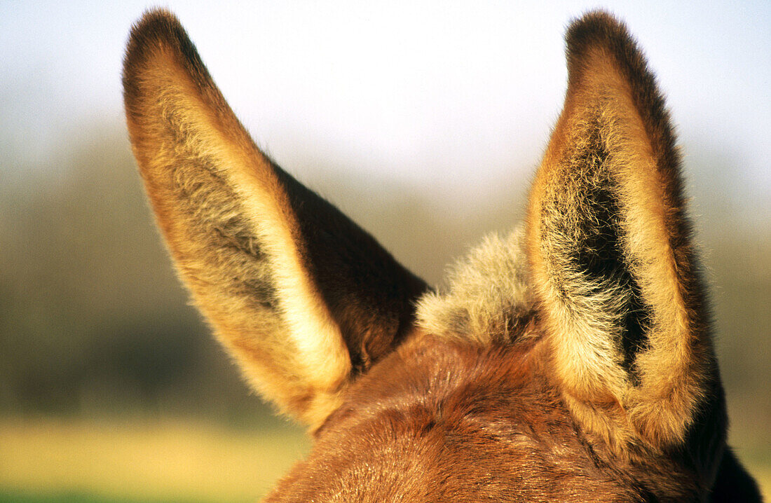 Mules ears