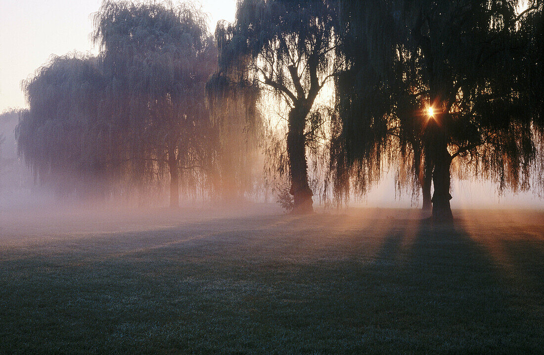 Weeping willow trees and mist and sun rays
