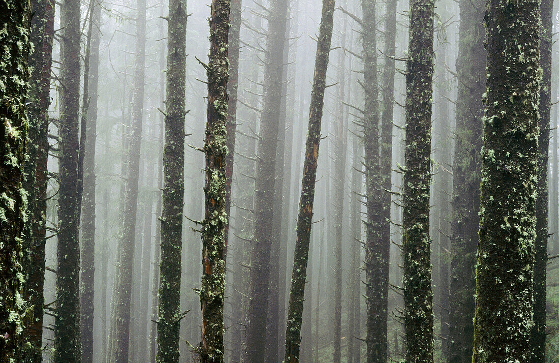 Misty and foggy morning light through bare trees