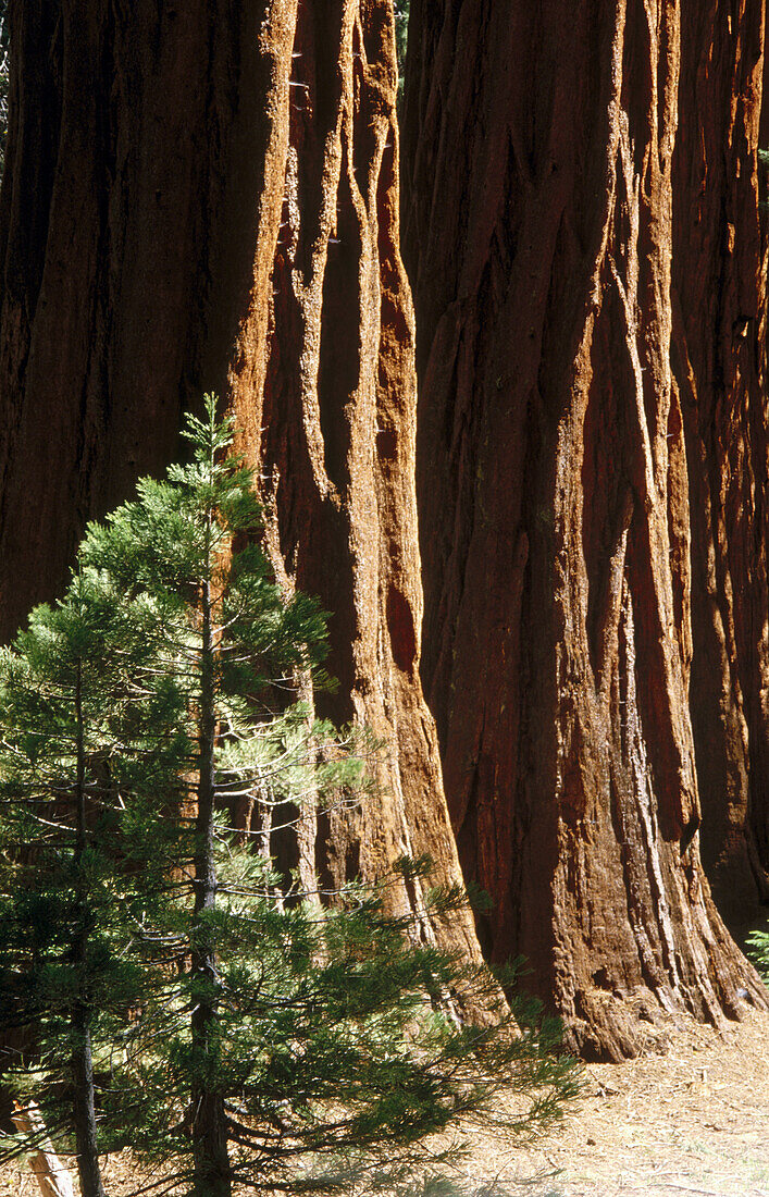 Sequoia trees. California, USA