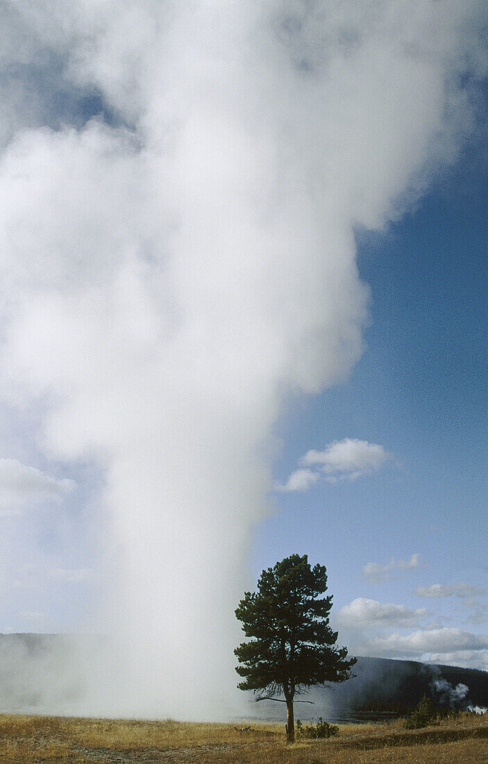 Old Faithful Geyser erupting, Yellowstone National Park. Wyoming, USA